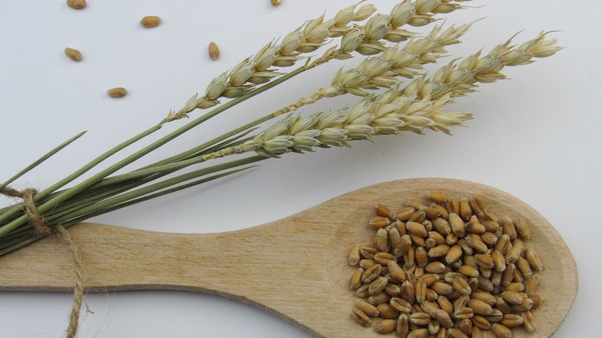 A close-up view of wheat grains on a wooden spoon with wheat stalks on a light background.